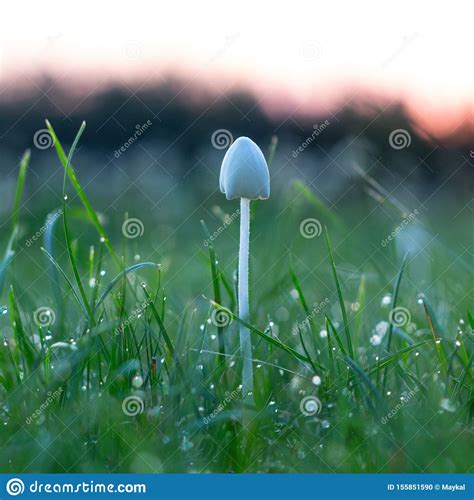 Background White Mushrooms In Green Grass With Dew Drops Stock Photo