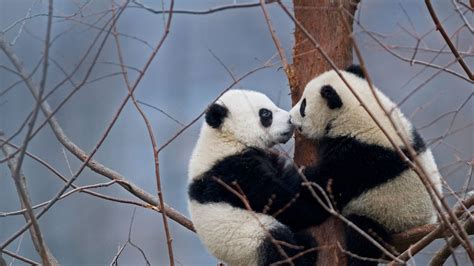 Giant Panda Cubs China Peapix