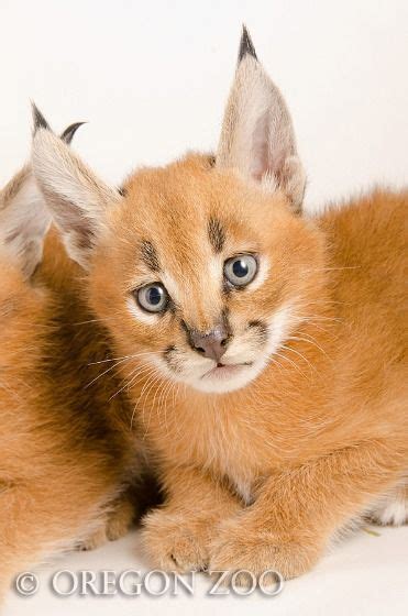 Oregon Zoos Caracal Kittens Now Five Weeks Old Caracal Kittens