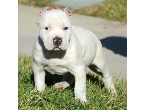 Biggest pitbull puppies in the world lb for lb. Blue Nose Pitbull Puppies 9122006072 - Animals - Abbyville - Kansas - announcement-33517