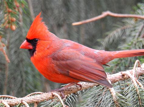 Northern Cardinal Male Cardinalis Cardinalis Ken Gibson Flickr