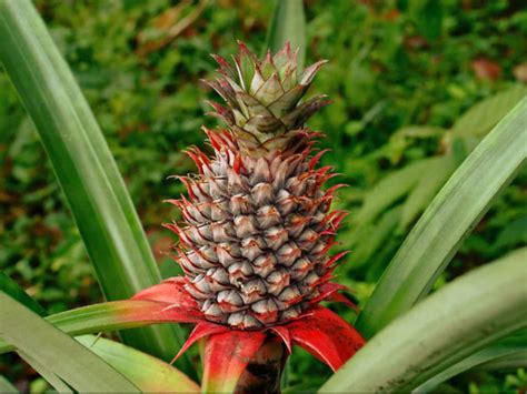 The flora of malaysia comprises a vast assemblage of plant species estimated to over 15,500 vascular plants. Ananas comosus (Pineapple) | World of Flowering Plants