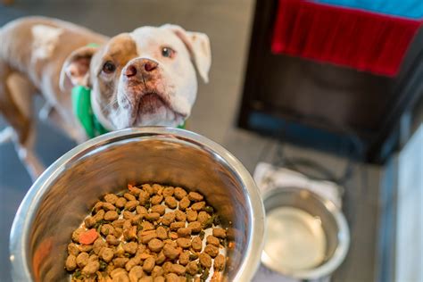 Organ meat, such as liver, are welcome additions in select freshpet recipes. An Easy Way to Feed Your Dog Fresh Food - La Jolla Mom