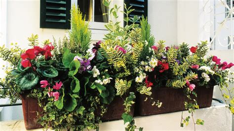 The Best Plants To Put In Window Boxes In Winter Home The Sunday Times