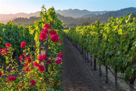 Best Napa Valley Wineries To Visit Tastings And Tours 2023