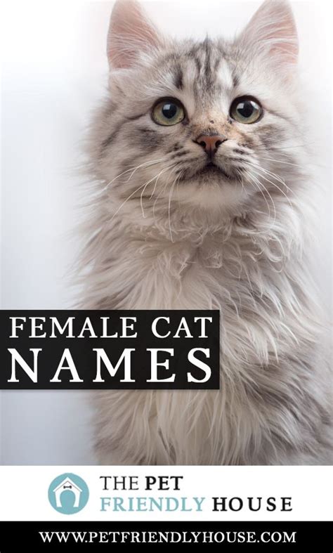 How should i name a cat? Female Cat Names in 2020 | Female cat names unique, Kitten ...