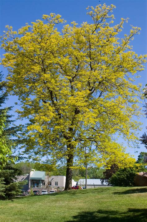 Honey locust trees plaza under a canopy of honey locust trees. Honeylocust, Sunburst® - TheTreeFarm.com