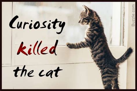18 Famous Cliche Quotes Cliche Quotes Curiosity Killed The Cat Cliche