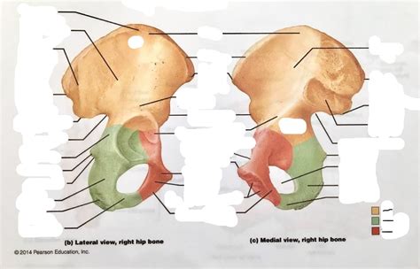 Hip Coxal Bone Lateral View Diagram Quizlet