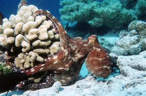 Octopus Hunting Stock Image Z5050116 Science Photo Library