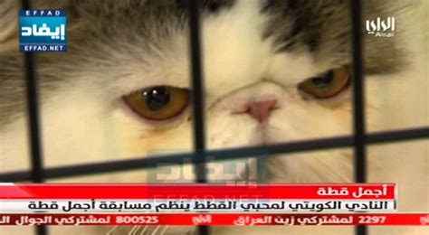 النادي الكويتي لمحبي القطط ينظم مسابقة أجمل قطة youtube