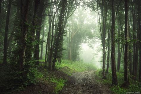 Misty Forest Path 2016 © Photocosma Foggy