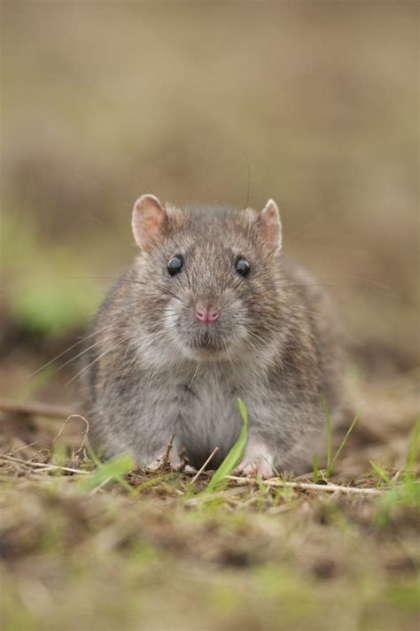 Brown Rat Peoples Trust For Endangered Species