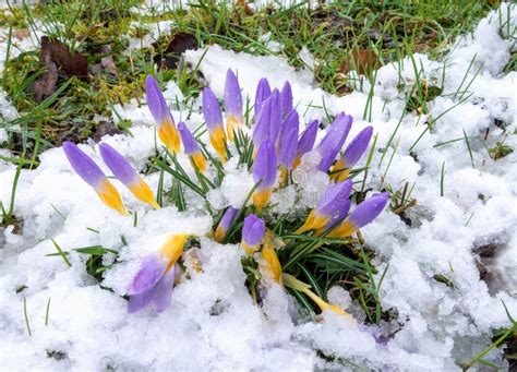 Crocuses In The Snow Stock Photo Image Of Botany Spring 67659522