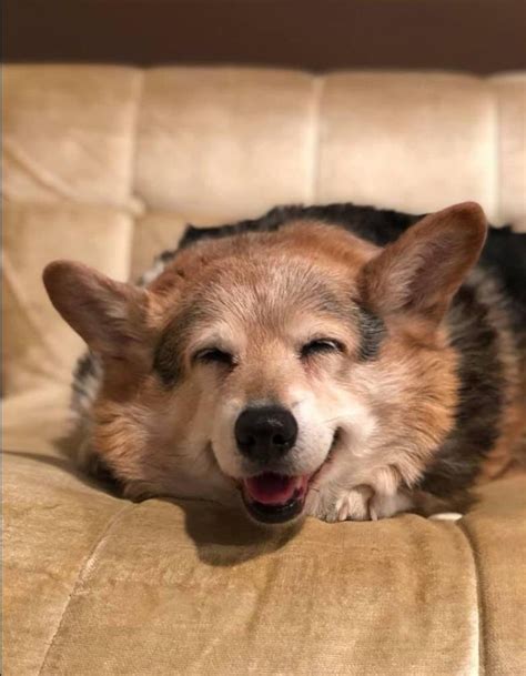 25 Heart Melting Pictures Of The Cutest Senior Dogs