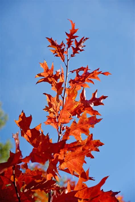Bright Crimson Maple Tree Branch Against The Sky Optimistic Po Stock