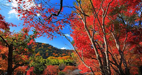 Maple Leaves Fall Trees Hills Red Nature Landscape 1920x1014