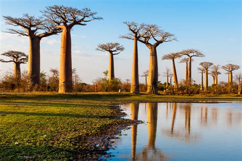 Most Beautiful Trees Baobab Arbor Operations