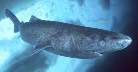 Der grönlandhai wird 4 bis 5 meter lang. Haben Forscher tatsächlich einen 512 Jahre alten ...