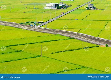 Rice Field In Miaoli Taiwan Stock Image Image Of Agriculture