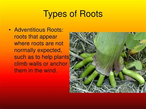 Ppt Unit 3 Lesson 6 Root Types Structures And Functions Powerpoint