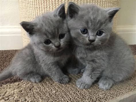 48 British Shorthair Kittens Furry Kittens