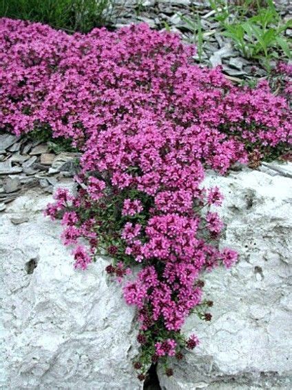 Hardy ground cover plants full sun australia. Creeping Thyme - fragrant groundcover-hardy-1000 bulk ...