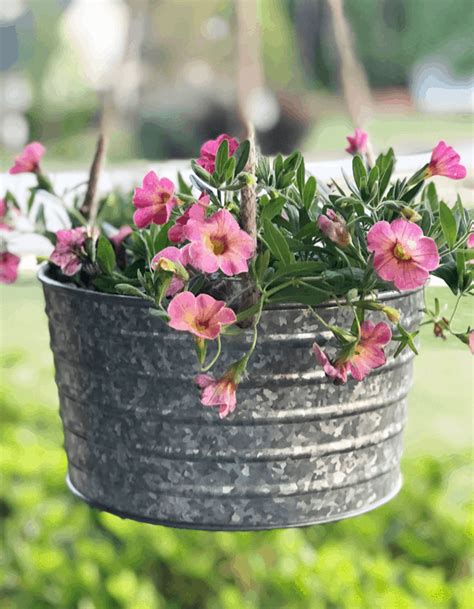 These sturdy bloomers unfurl flowers that change color as they age. Beautiful plants for containers that love full sun. Add ...