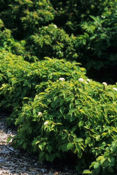 Cornus Sericea Kelseyi Kelsey Dwarf Dogwood Eberts Greenhouse