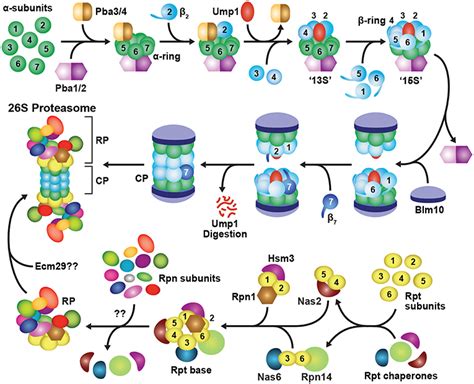 Frontiers Dynamic Regulation Of The 26s Proteasome From Synthesis To