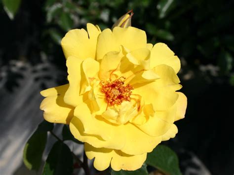 Kletterrose Golden Showers ® Expertenwissen Zu Dieser Rose