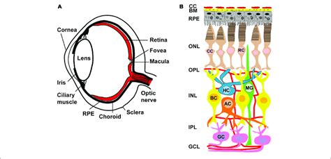 Anatomy Of Human Eye And Retinal Circuits A Schematic Drawing Of A