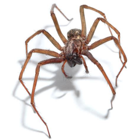 Spiders Legs Are Hydraulic Masterpieces Wsj