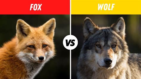 Fox Vs Wolf Fight Comparison In Detail Who Will Win Wolf Vs Fox