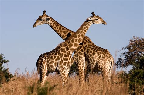 22 Reasons Giraffes Should Be Your New Favourite Animal
