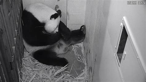 Giant Panda Gives Birth To Baby At National Zoo