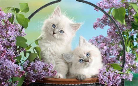 Cute Baby Cats Wallpapers Group 76