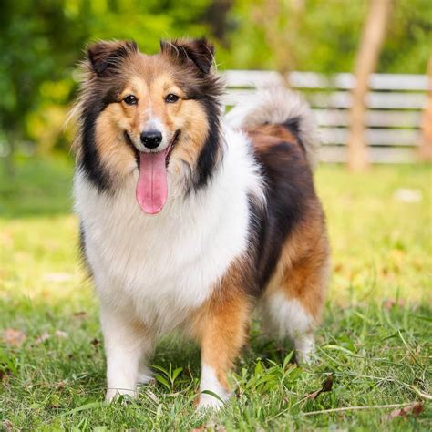 Pembroke Sheltie History Temperament Care Training Feeding And Pictures