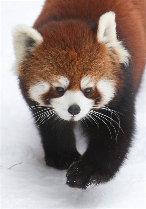 Red Panda In The Snow By Mark Dumont In 2020 Cute Baby Animals Cute