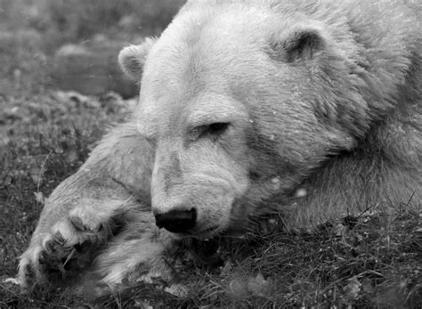 Polar Bear Zoochat