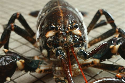 Do Lobsters Actually Mate For Life For The Greater Column Photographs