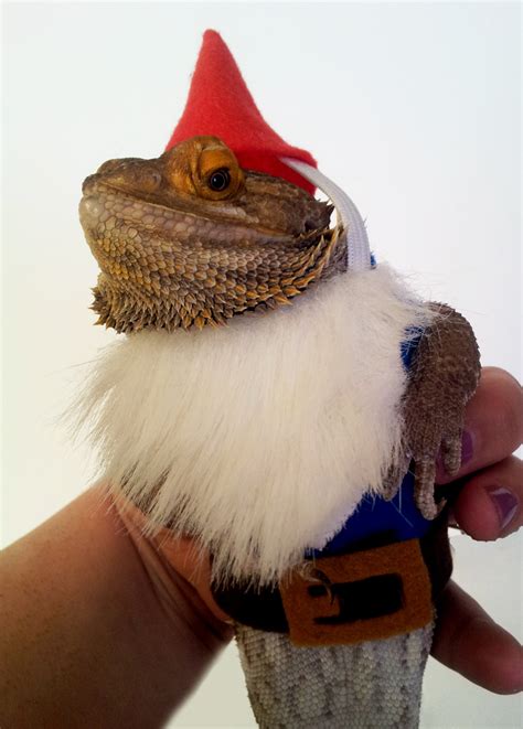 Our dog coats include styles to suit every little adventurer, so you can head out for a walk whatever the weather. Bearded Dragon Costume Garden Gnome