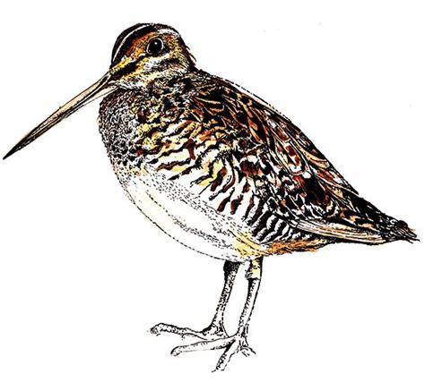 Snipe Illustration By Ella Johnston For The Migrant Waders Waders