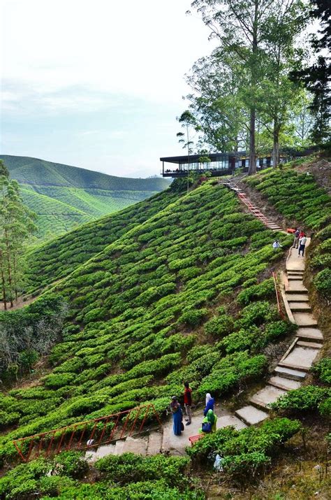 Cameron highlands cool climate provide an ideal place to grow tea. Pin on Tea / Thé (Collaborations)