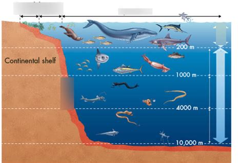 Marine Ecosystem Zones Diagram Quizlet