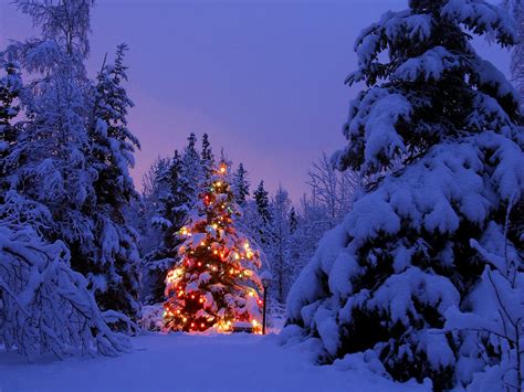 Snow Covered Christmas Tree Holidays Pinterest