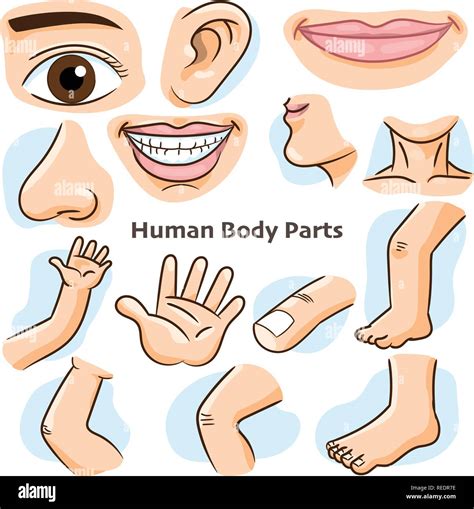 Human Body Parts Fotos E Imágenes De Stock Alamy