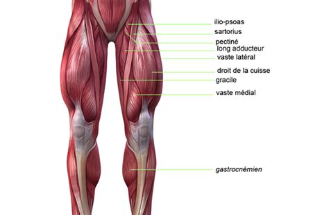Planches Anatomiques Et Description Des Muscles