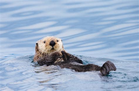 Viscous And Relentless Otter Attacks Are On The Rise—how To Protect