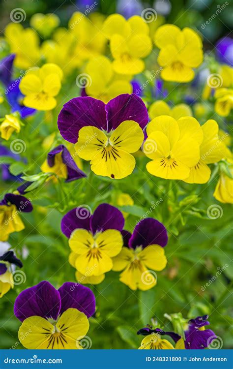 Pansys Growing In Garden Stock Photo Image Of Pansy 248321800